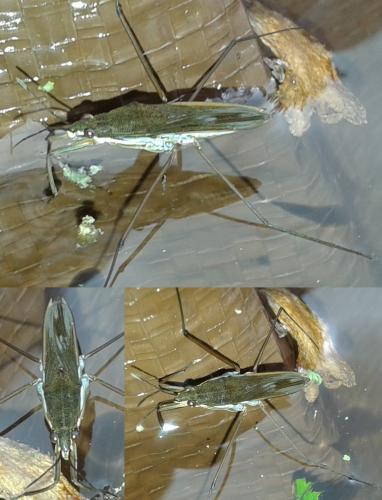 Gerris gibbifer
